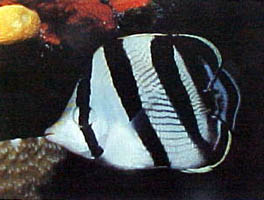 Fish 1