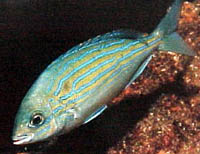 Fish 10