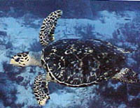 Fish 11