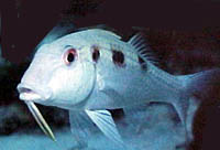 Fish 12