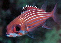 Squirrelfish