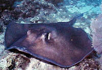Fish 14