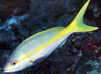 Fish 15