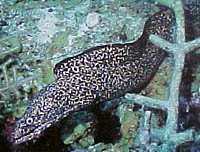 Fish 16