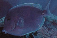 Fish 2