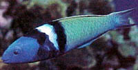 Fish 3