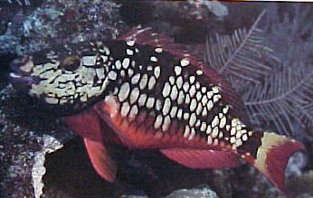 Fish 4