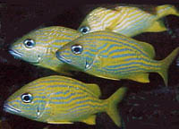Fish 5