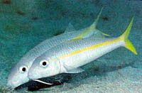 Fish 6