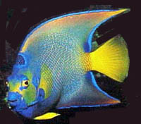 Fish 7