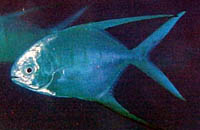 Fish 9